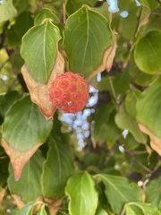 Cornus kousa