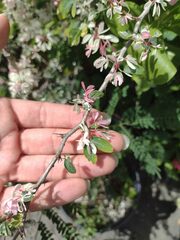 Pithecellobium dulce