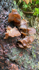 Phaeotremella foliacea