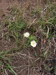 Thunbergia atriplicifolia