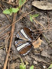 Adelpha eulalia