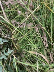 Equisetum arvense