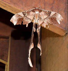 Copiopteryx