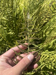Athyrium americanum