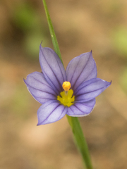 Sisyrinchium montanum