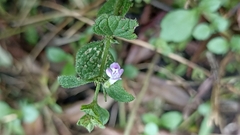 Clinopodium menthifolium ascendens