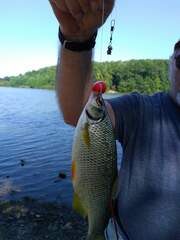 Notemigonus crysoleucas