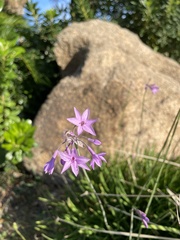 Tulbaghia