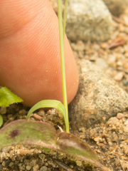 Sisyrinchium montanum