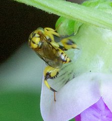 Conura amoena