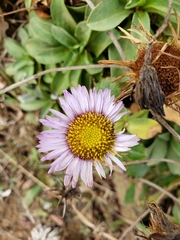 Erigeron glaucus