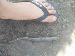 Diploglossus lessonae