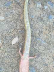 Diploglossus lessonae