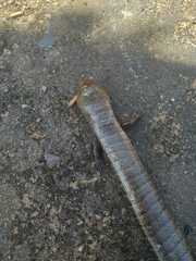 Diploglossus lessonae