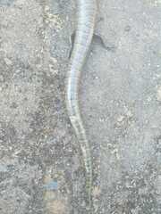 Diploglossus lessonae