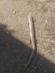 Diploglossus lessonae