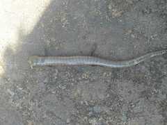 Diploglossus lessonae