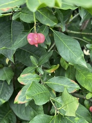 Euonymus atropurpureus