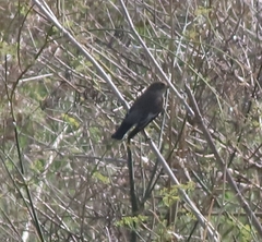 Ficedula hypoleuca