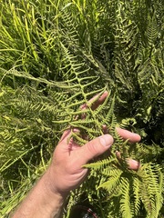 Athyrium americanum