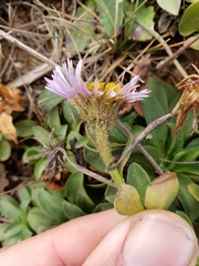 Erigeron glaucus