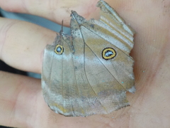 Morpho marcus