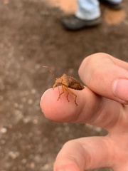 Podisus maculiventris