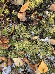 Cladonia furcata