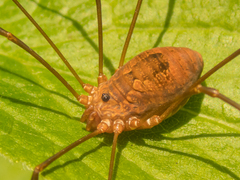 Leiobunum ventricosum
