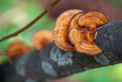 Daedaleopsis tricolor