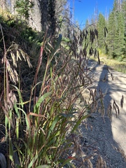 Bromus ciliatus