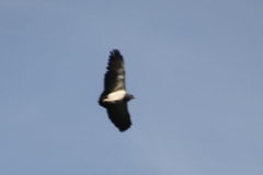 Geranoaetus melanoleucus