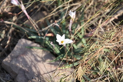 Amaryllidaceae