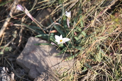Amaryllidaceae