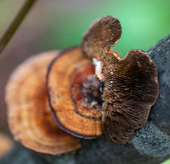 Daedaleopsis tricolor