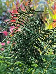 Thelypteris palustris