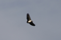 Geranoaetus melanoleucus