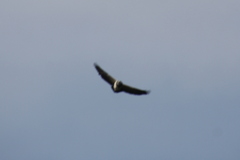 Geranoaetus melanoleucus