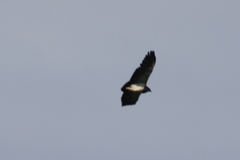 Geranoaetus melanoleucus
