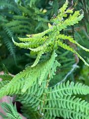 Thelypteris palustris