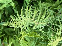 Thelypteris palustris