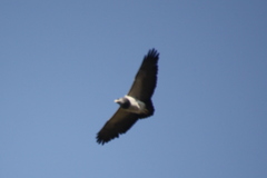Geranoaetus melanoleucus