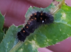 Acronicta auricoma