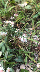 Symphyotrichum lateriflorum