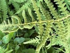 Thelypteris palustris