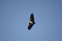 Geranoaetus melanoleucus