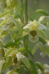 Epipactis helleborine