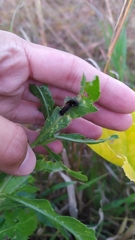 Acronicta auricoma