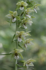 Epipactis helleborine