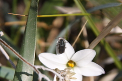 Astylus quadrilineatus